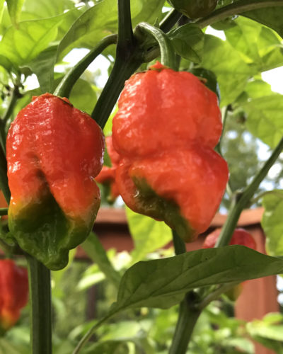 peppers-on-the-vine